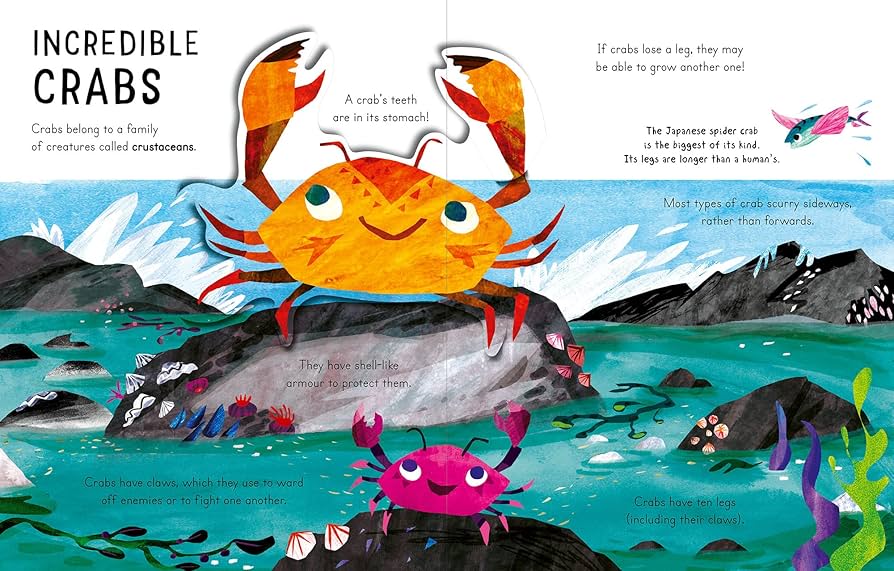 Curious Kids: Sea and Shore