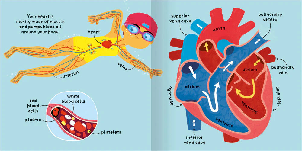 Big Words For Little Experts: Body