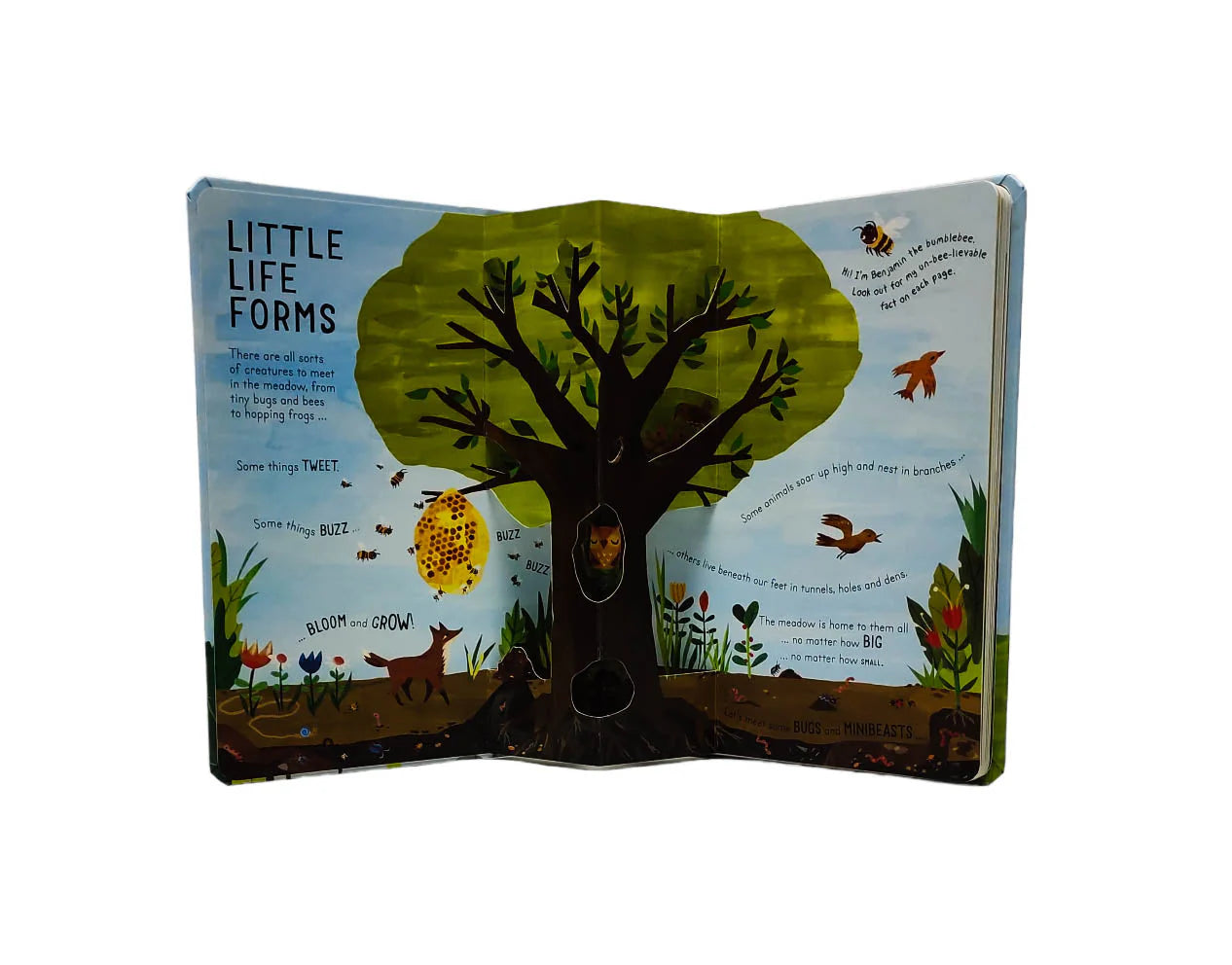 Curious Kids: Bugs and Minibeasts