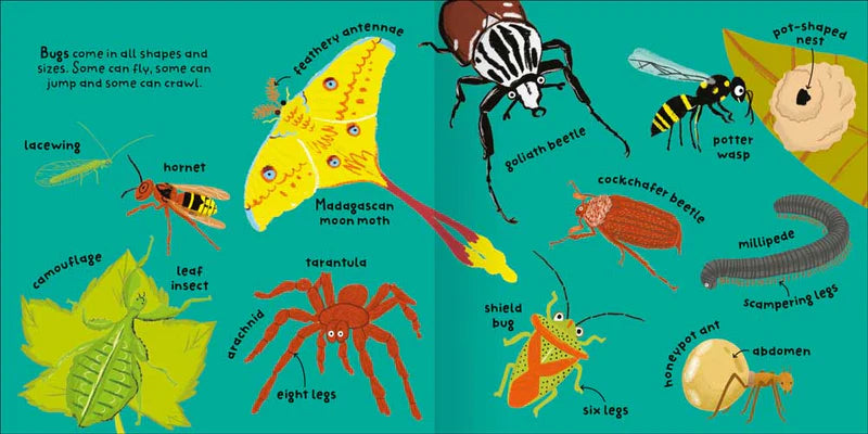 Big Words For Little Experts: Bugs