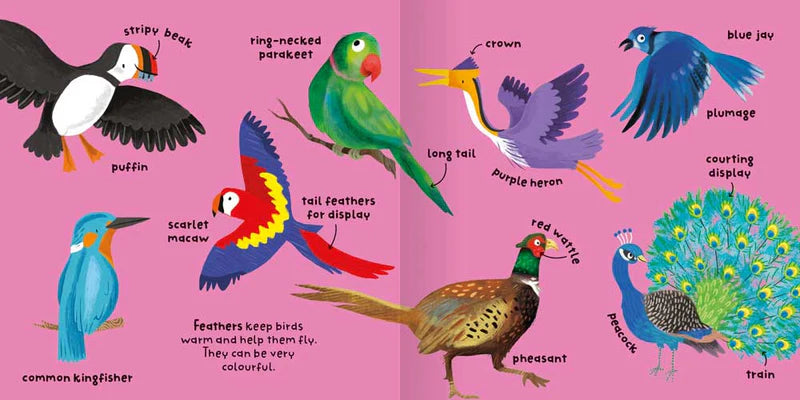 Big Words For Little Experts: Birds