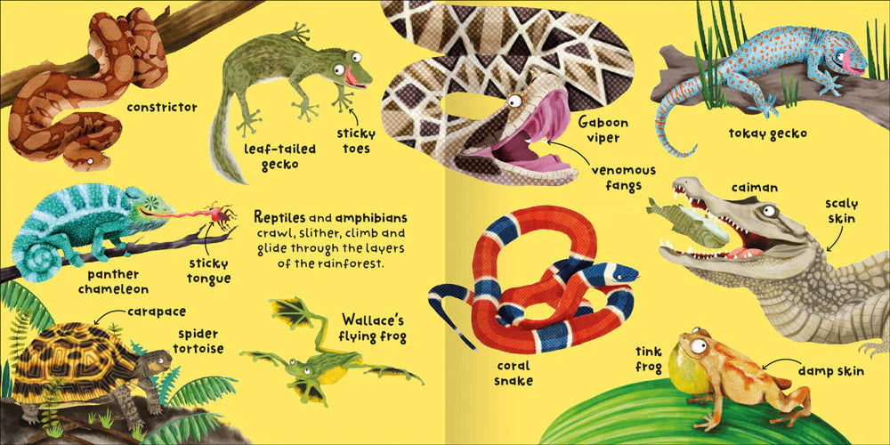 Big Words For Little Experts: Rainforests
